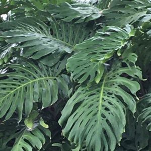 Meet your Posher, Etalyn